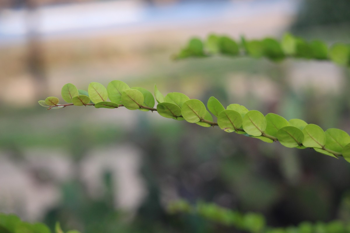 Capparis rotundifolia Rottler